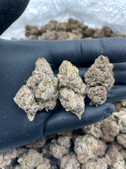 White Cherry Gelato